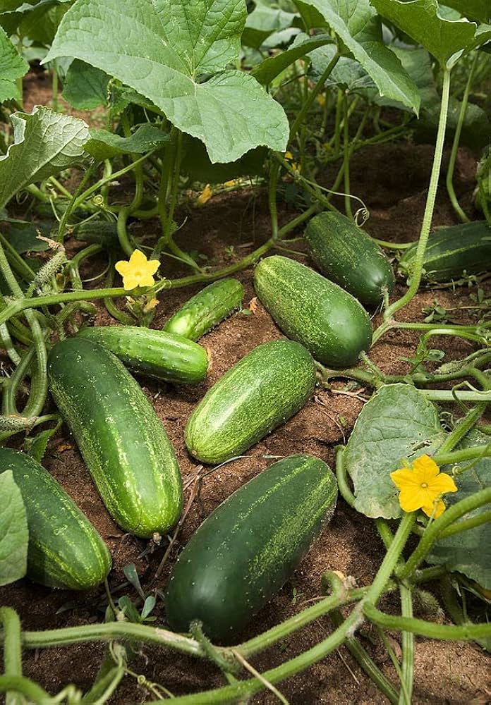 Long Cucumber Vegetable Seeds for Planting – Heirloom Non-GMO Garden Seeds