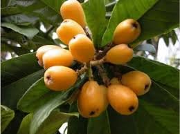 Yellow Loquat Fruit Seeds for Planting – Heirloom Non-GMO Garden Seeds