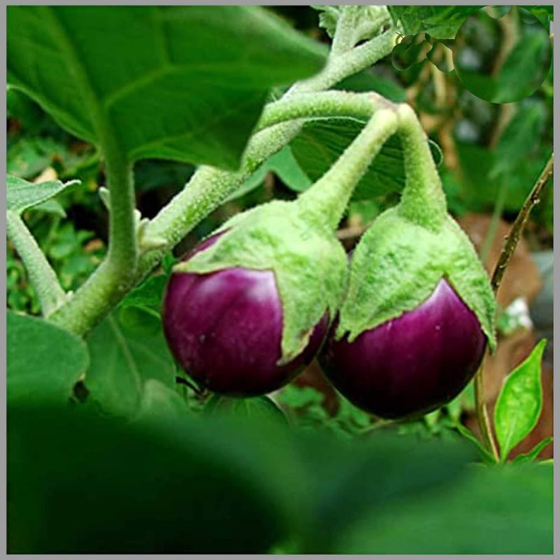 Melon Eggplant Seeds for Planting – Heirloom Non-GMO Garden Seeds