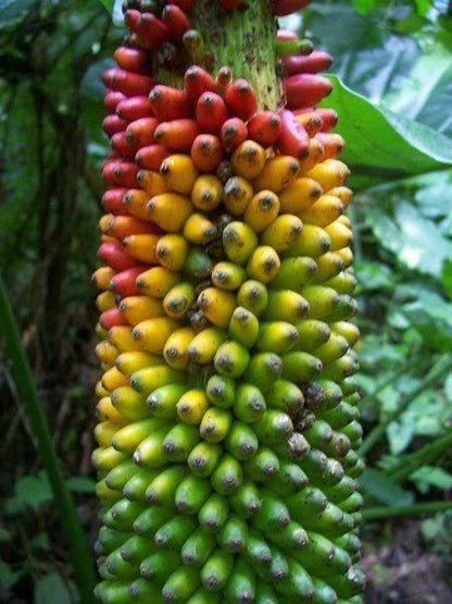 Mixed Banana Fruit Seeds for Planting – Heirloom Non-GMO Garden Seeds