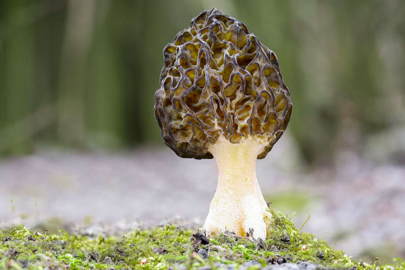 Mixed Morel Mushroom Seeds for Planting – Heirloom Non-GMO Garden Seeds
