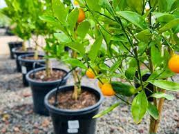 Mixed Orange Fruit Seeds for Planting – Heirloom Non-GMO Garden Seeds