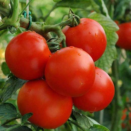 Mixed Tomato Seeds for Planting – Heirloom Non-GMO Garden Seeds