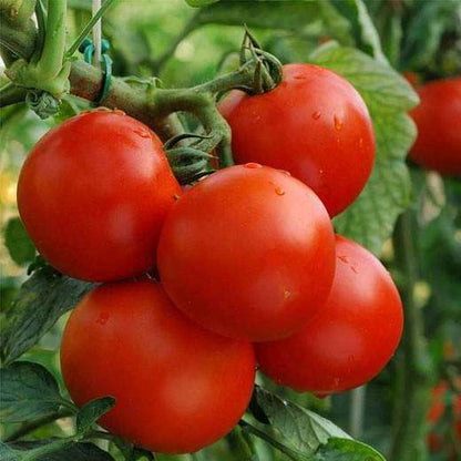 Mixed Tomato Seeds for Planting – Heirloom Non-GMO Garden Seeds