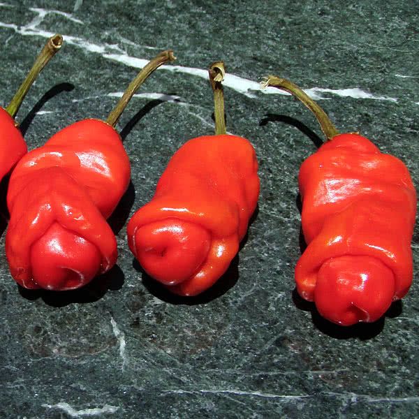 Peter Pepper Seeds for Planting – Heirloom Non-GMO Garden Seeds
