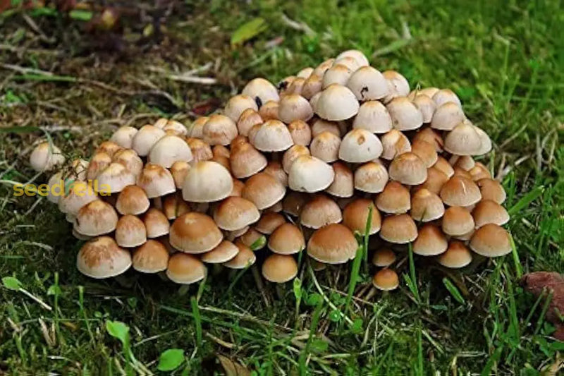 Mushroom Spores for Growing – Gourmet Mushroom Culture