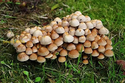 Mushroom Spores for Growing – Gourmet Mushroom Culture