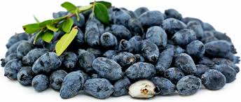 true myrtle seeds