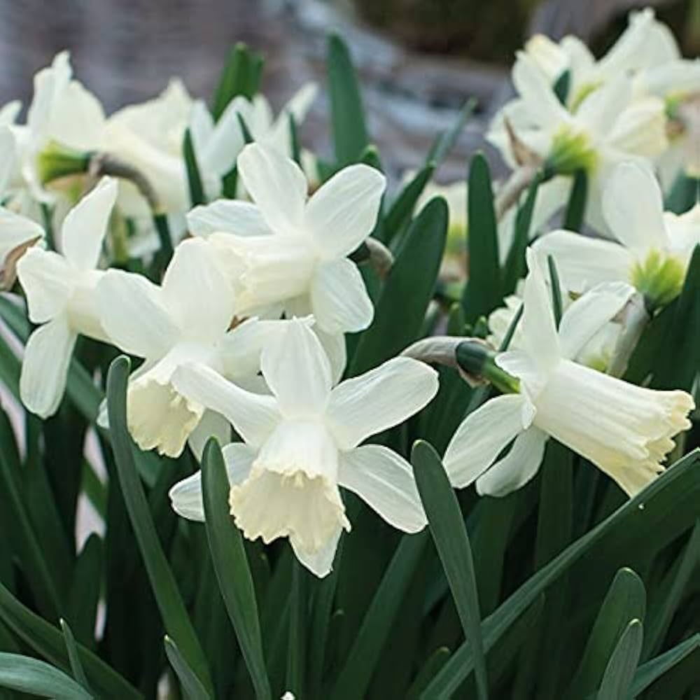 Green White flower seeds