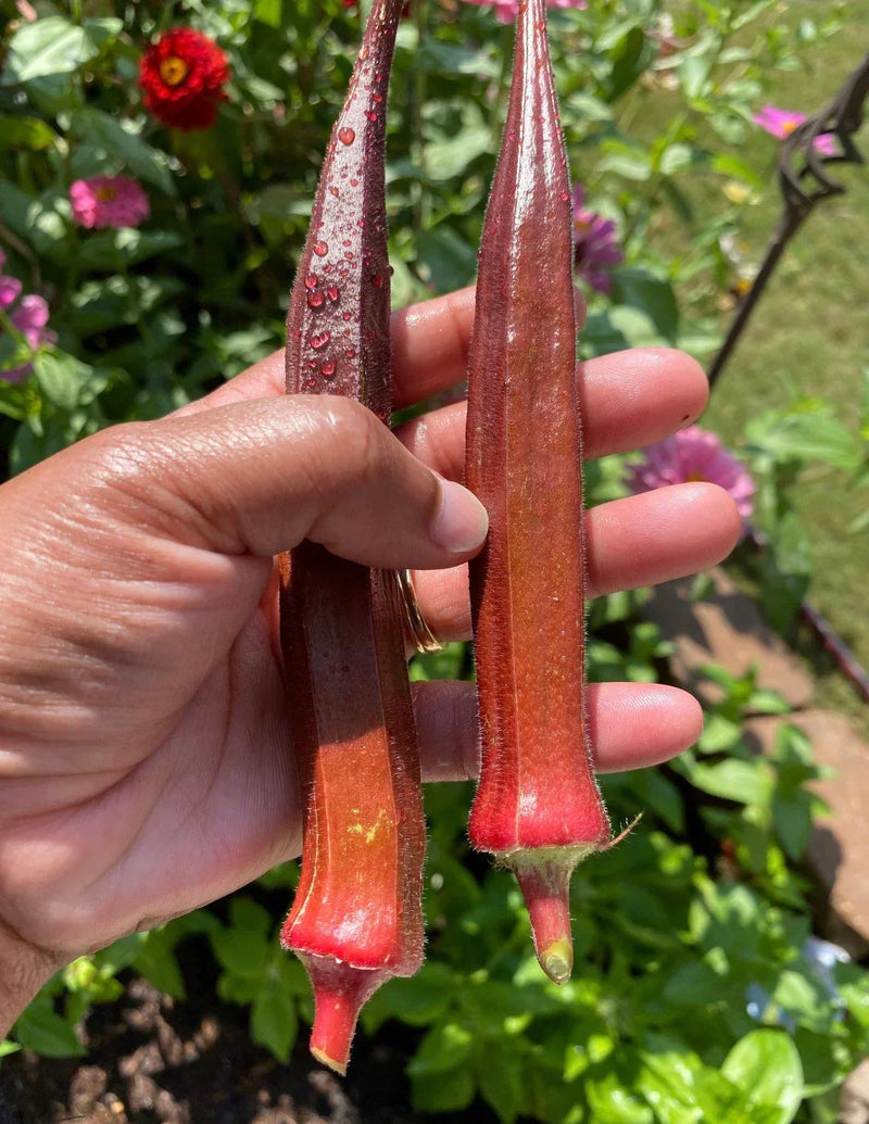 Orange Okra Seeds for Planting – Heirloom Non-GMO Garden Seeds