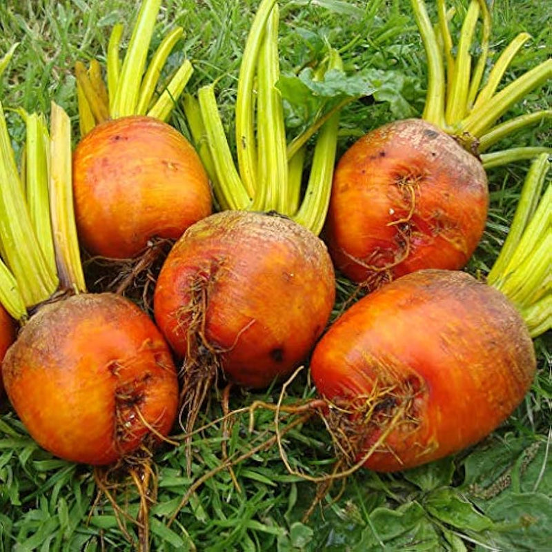Orange Radish Seeds for Planting – Heirloom Non-GMO Garden Seeds
