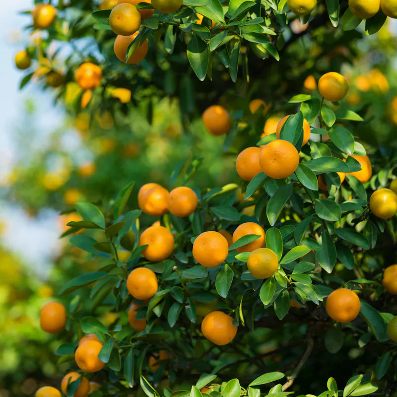 Orange Fruit Seeds for Planting – Heirloom Non-GMO Garden Seeds