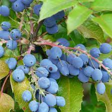 oregon grape seeds