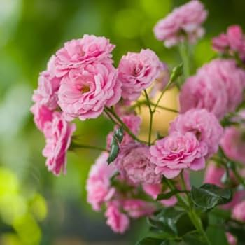 Light Pink flower seeds