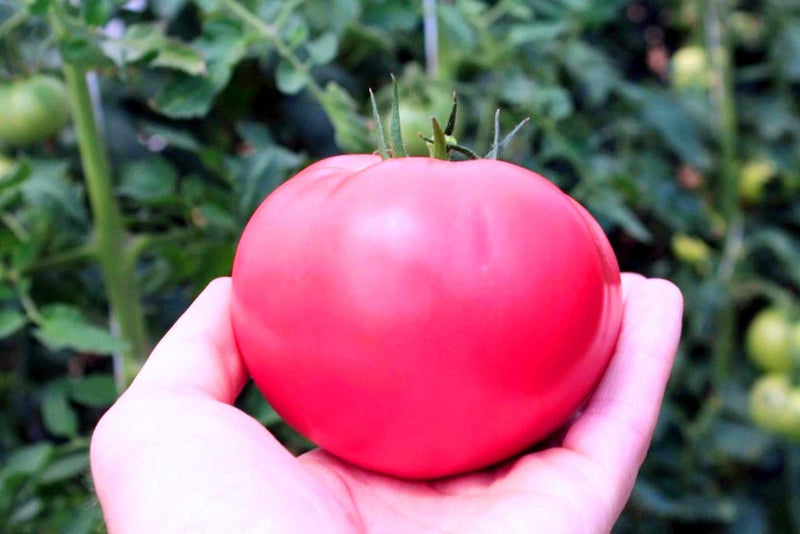 Pink Giant Tomato Seeds for Planting – Heirloom Non-GMO Garden Seeds