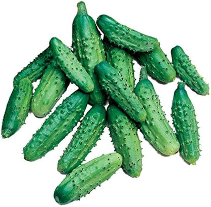 Parisian Pickling Cucumber Seeds for Planting – Heirloom Non-GMO Garden Seeds