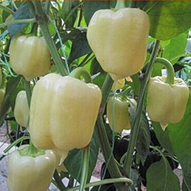 Garden Pepper Vegetable Seeds for Planting – Heirloom Non-GMO Garden Seeds