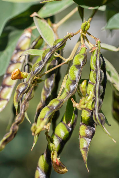 Pigeon Pea Seeds for Planting – Heirloom Non-GMO Garden Seeds