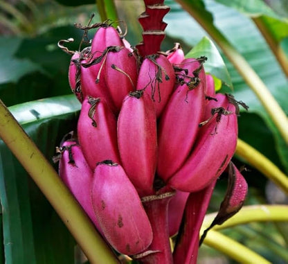 Pink Banana Fruit Seeds for Planting – Heirloom Non-GMO Garden Seeds