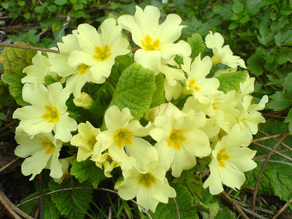 Light Green Primrose Flower Seeds for Planting – Heirloom Non-GMO Garden Seeds