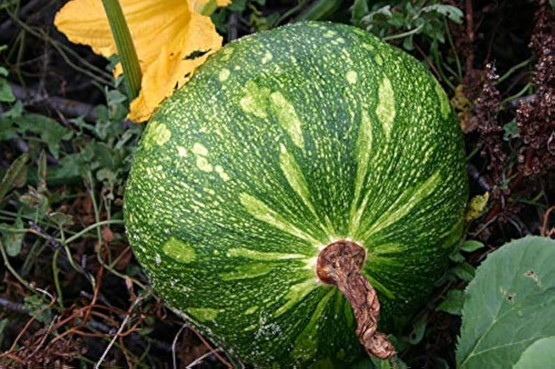 Pumpkin Vegetable Seeds for Planting – Heirloom Non-GMO Garden Seeds