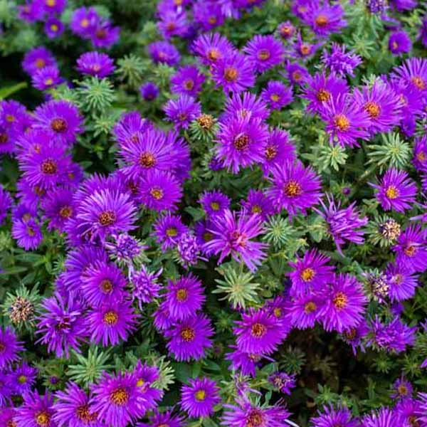 Purple Aster flower seeds