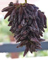 Purple Finger Grape Fruit Seeds for Planting – Heirloom Non-GMO Garden Seeds