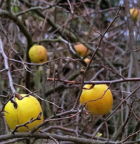 chinese quince seeds