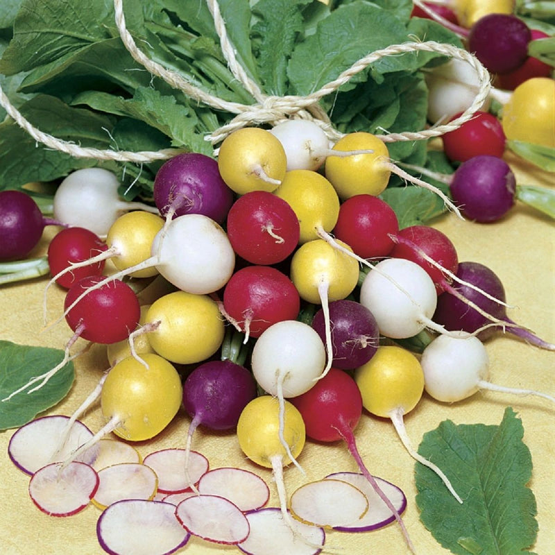 Rainbow Radish Seeds for Planting – Heirloom Non-GMO Garden Seeds
