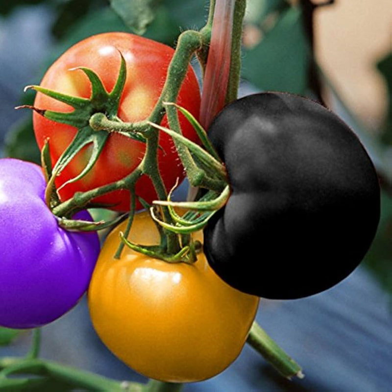 Rainbow Tomato Seeds for Planting – Heirloom Non-GMO Garden Seeds
