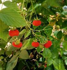 australian raspberry seeds