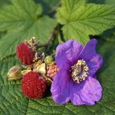 purple flowering raspberry seeds