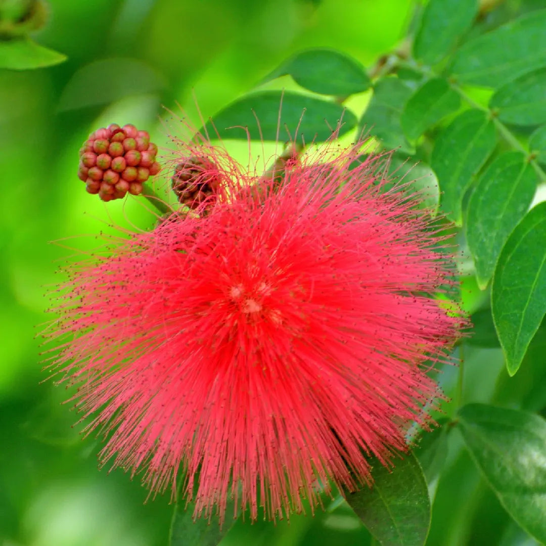 Red Acacia flower seeds