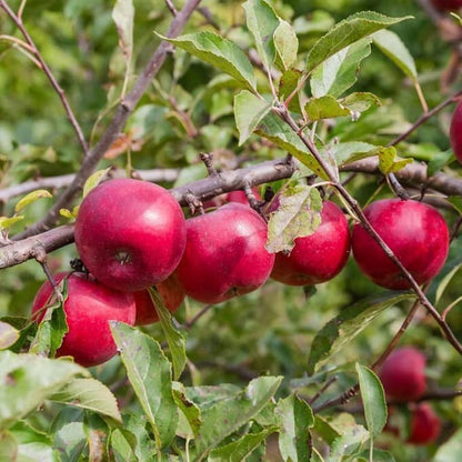 Red Apple Fruit Seeds for Planting – Heirloom Non-GMO Garden Seeds
