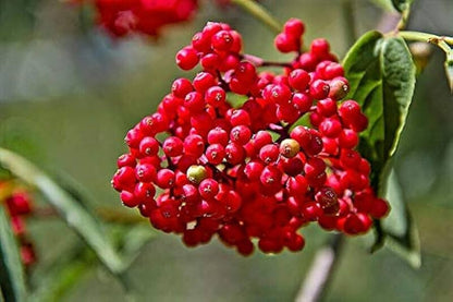 Red Elderberry Fruit Seeds for Planting – Heirloom Non-GMO Garden Seeds