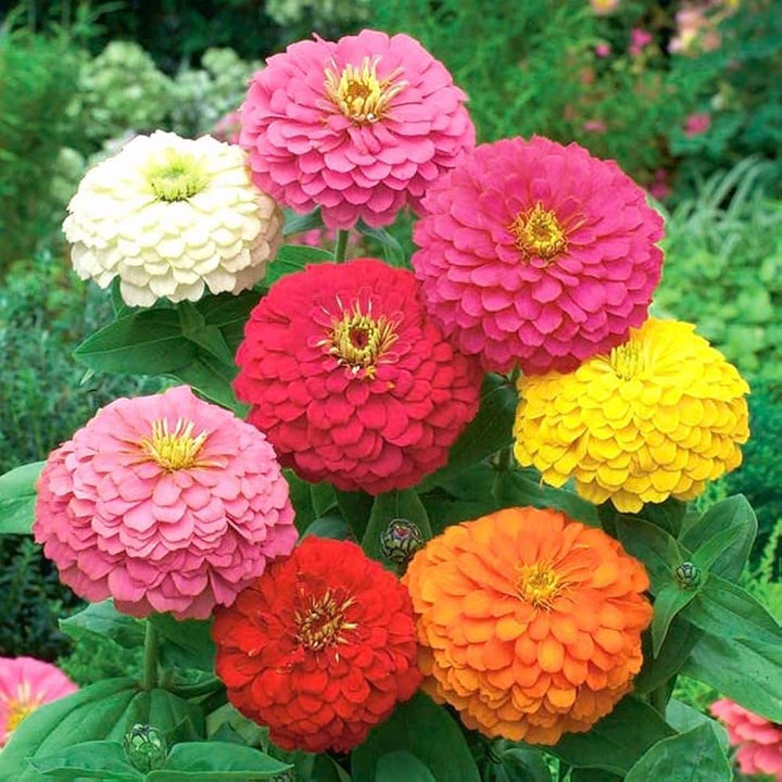 Red Purple flower seeds