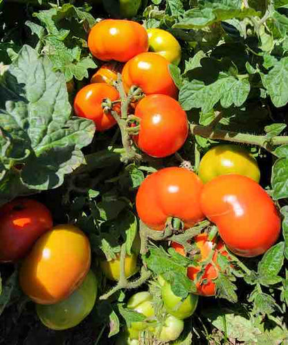 Red Yellow Tomato Seeds for Planting – Heirloom Non-GMO Garden Seeds