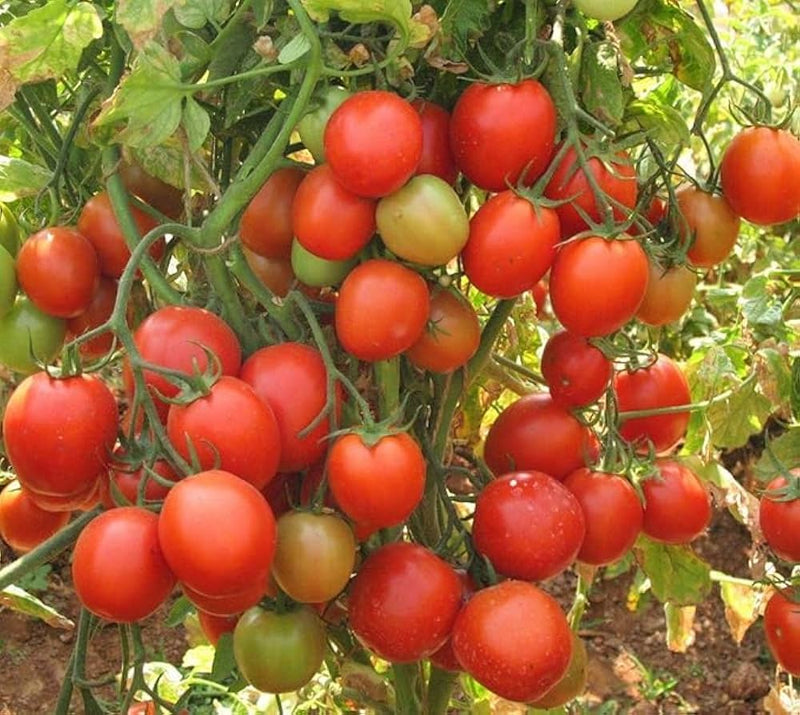 Robin Tomato Seeds for Planting – Heirloom Non-GMO Garden Seeds