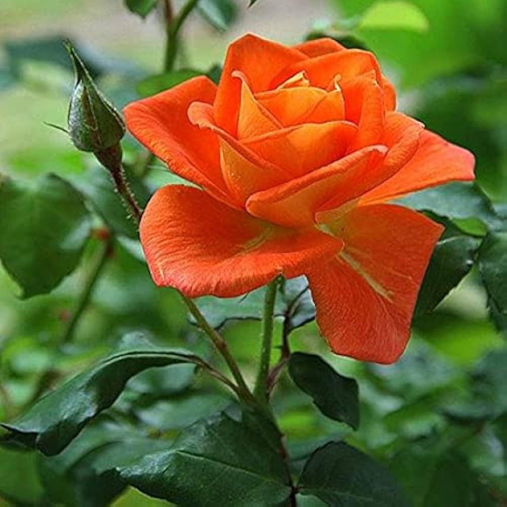 Orange Rose flower seeds