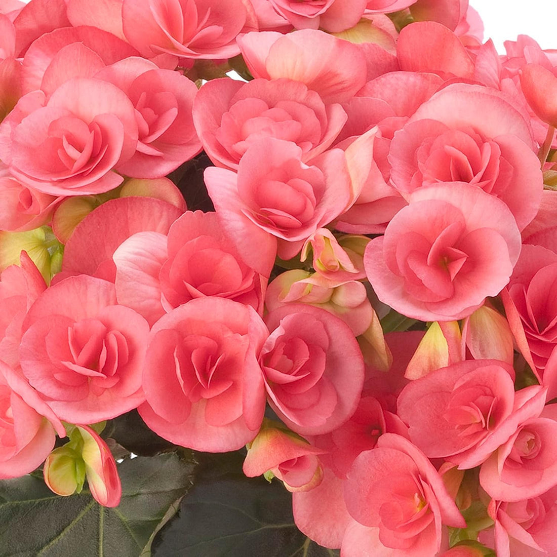 Rose Rieger flower seeds