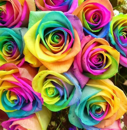 Color Rose flower seeds