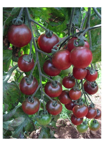 Rosella Tomato Vegetable Seeds for Planting – Heirloom Non-GMO Garden Seeds