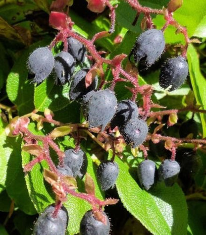 salal berry seeds
