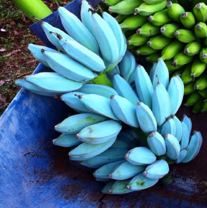 Sky Blue Banana Fruit Seeds for Planting – Heirloom Non-GMO Garden Seeds