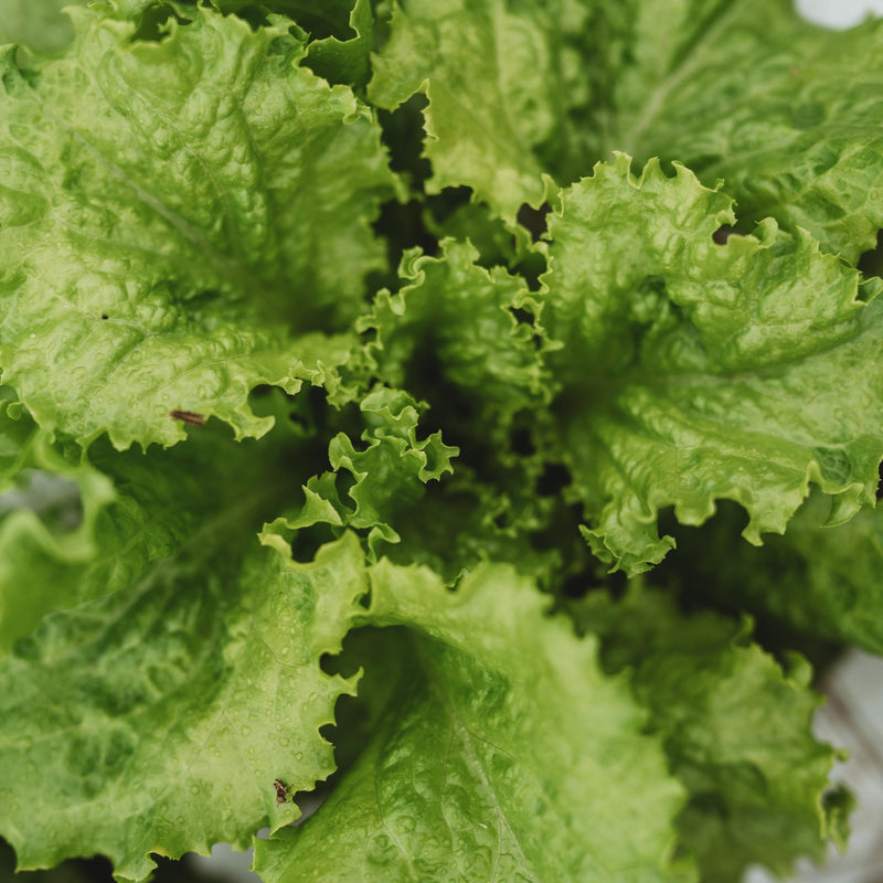 Slobolt Lettuce Vegetable Seeds for Planting – Heirloom Non-GMO Garden Seeds