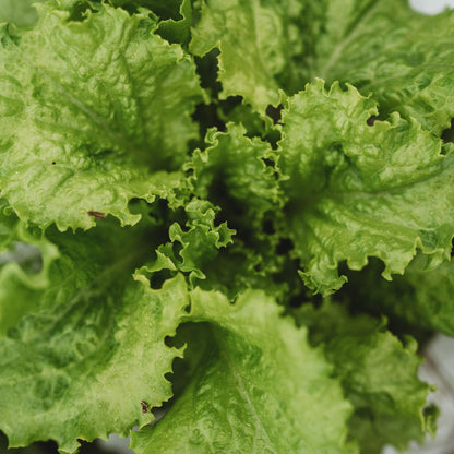 Slobolt Lettuce Vegetable Seeds for Planting – Heirloom Non-GMO Garden Seeds
