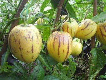 Pepino Pear Fruit Seeds for Planting – Heirloom Non-GMO Garden Seeds