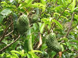Tropical Soursop Fruit Seeds for Planting – Heirloom Non-GMO Garden Seeds