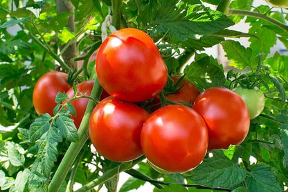 Spanish Tomato Vegetable Seeds for Planting – Heirloom Non-GMO Garden Seeds