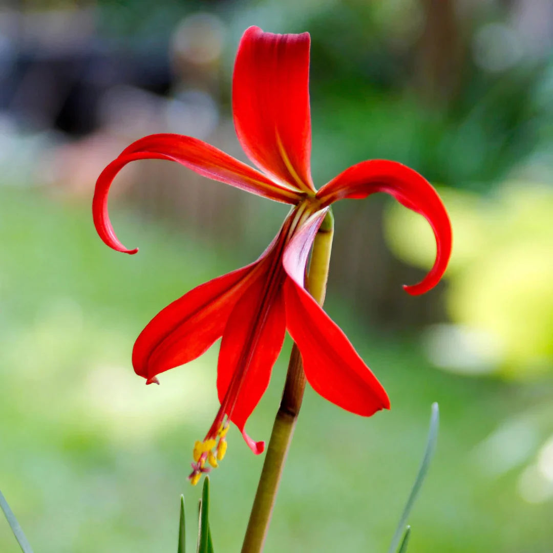 Sprekelia flower seeds